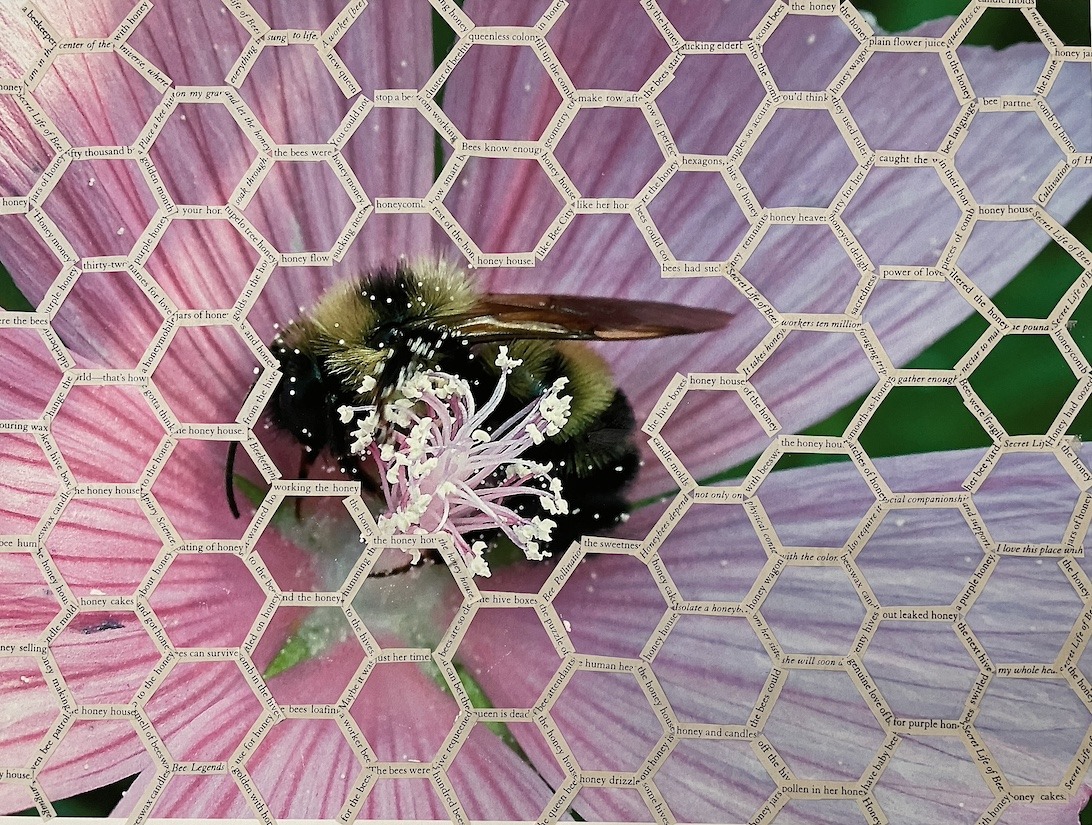An artwork collaboration by Maggie Kerrigan and Sandi Snider that depicts a photo of a bee on a flower surrounded by honeycomb made from book paper.